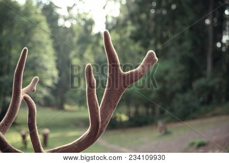 Fluffy Elk Horns In Soft Green Background