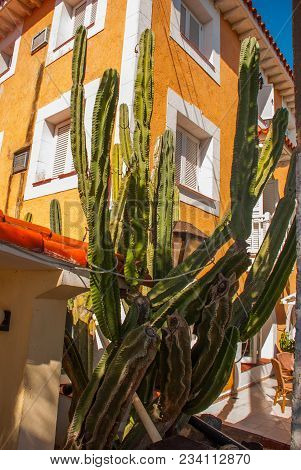 Huge Beautiful Cactus Near The Building. Varadero. Cuba