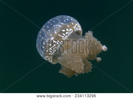 Jellyfish Lake In Togian Island, Jellyfish Indonesia