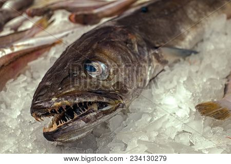 Mediterranean Fish With Sharp Teeth At The Market