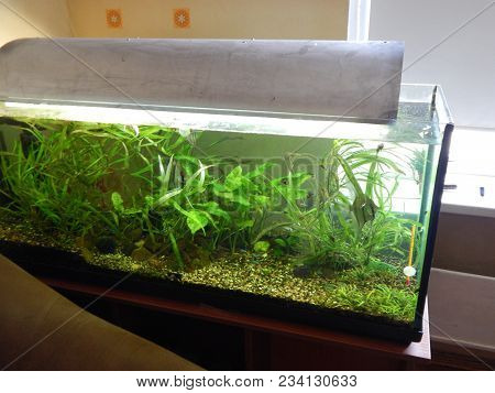 Aquarium Fish Ichthyology Algae, Goldfish, Tropical, Water