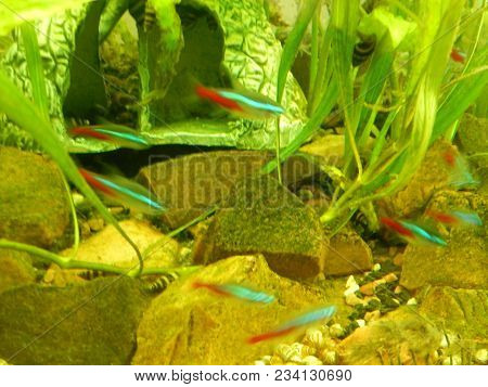 Aquarium Fish Ichthyology Algae, Goldfish, Tropical, Water