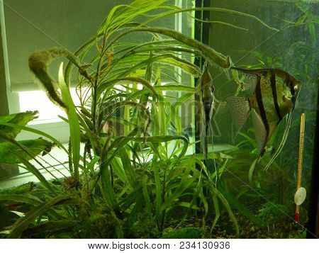 Aquarium Fish Ichthyology Algae, Goldfish, Tropical, Water
