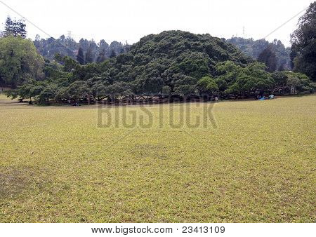 垂叶榕，斯里兰卡皇家植物园