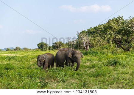 Beautiful Scenic View Of Wild Elephants In Natural Habitat, Asia, Sri Lanka, Minneriya