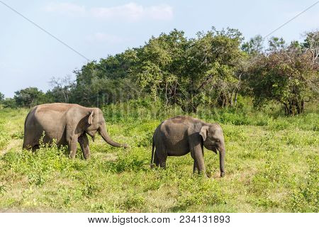 Scenic View Of Wild Elephants In Natural Habitat On Field, Sri Lanka, Minneriya