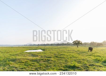 Scenic View Of Wild Elephant Walking On Filed In Natural Habitat With Clear Blue Sky On Backdrop, Sr