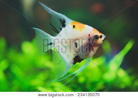 Freshwater Angelfish In Freshwater Home Aquarium. Pterophyllum.