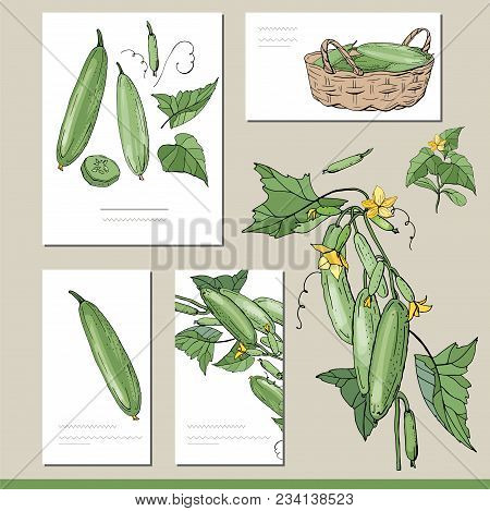 Cucumber Set With Visitcards And Greeting Templates