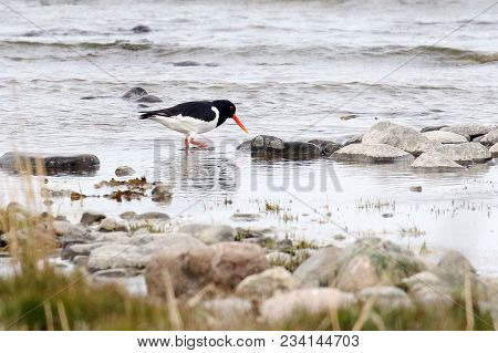 Oystercatcher Is A Red-haired Migrant Migratory Bird