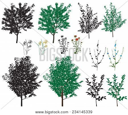 Several Species Of Trees And Flowers In Color Images And Silhouettes