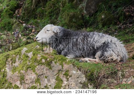 Herdwick Sheep Resting In The Lake District. Herdwick Are A Breed Of Sheep Native To The Lake Distri