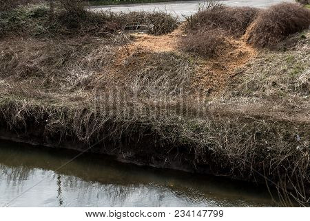 The Brown Grass Of The River Bank Of The River Douglas In Wigan