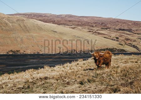 Highland Cattle Standing In A Field By The Water In Isle Of Skye, Scotland.