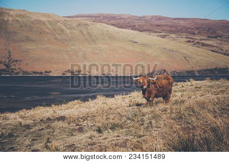 Highland Cattle Standing In A Field By The Water In Isle Of Skye, Scotland.