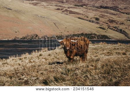 Highland Cattle Standing In A Field By The Water In Isle Of Skye, Scotland.