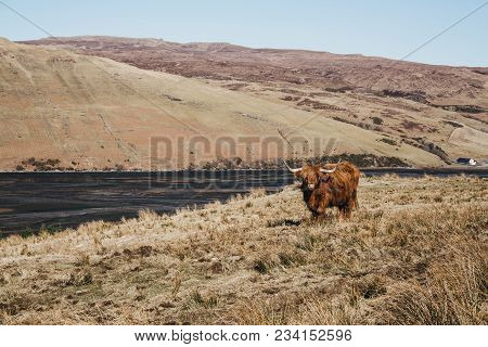 Highland Cattle Standing In A Field By The Water In Isle Of Skye, Scotland.
