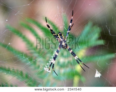 Argiope Spider