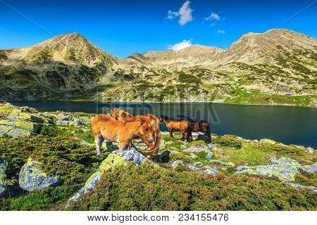 Beautiful Summer Landscape, Horse Herd In Field Near Bucura Alpine Lake. Mare And Foal Grazing In Re