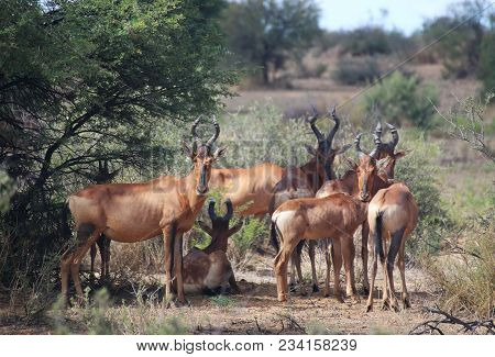 A Herd Of Hartebeests In The Namibian Bush