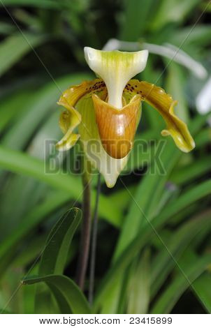 Orchid