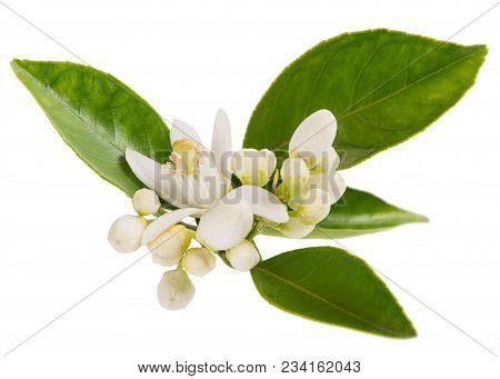 Blossoming Branch Of Orange Tree With Leaves, Flowers And Boods Isolated On White Background.