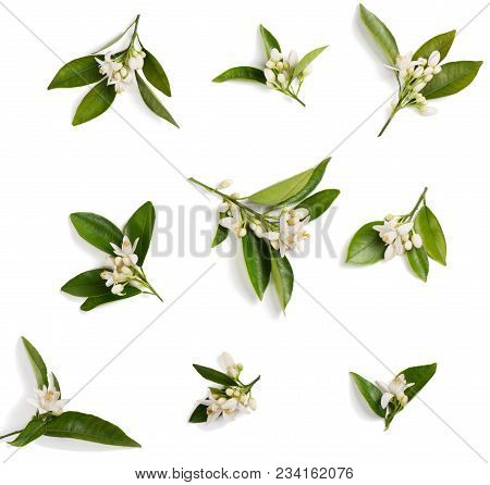 Top View Of Blossoming Branches Of Orange Tree With Leaves, Flowers And Boods Isolated On White Back