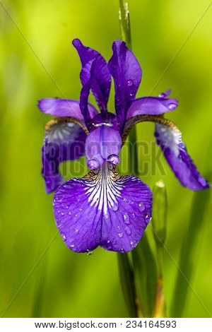 Blue Iris Flower With Water Drop In Close Up