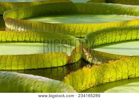 Closeup of the huge floating lilly pad leaves of Victoria Regia in the rain forest