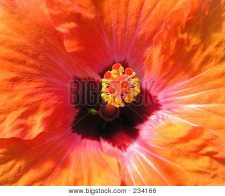 Oranžový ibišek makro