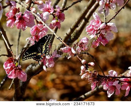 Flowering  Pink Spring Tree With  Black And Yellow Butterfly.
