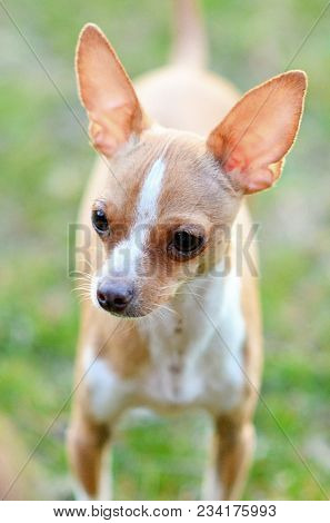 Little Teensy Chihuahua Pup Was Rescued And Placed In A Very Loving Home