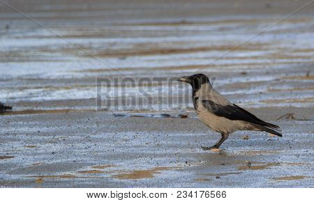 Hooded Crow On Coast , Northwest Highlands Scotland