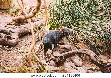 Sydney, Australia. May 10, 2017. Tasmanian Devil Running In The Wild Among Trees And Bushes.