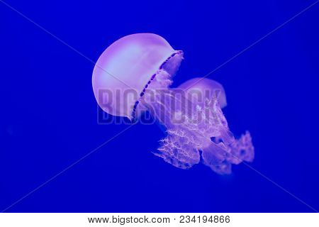 Jellyfish Rhizostoma Pulmo On A Blue Background