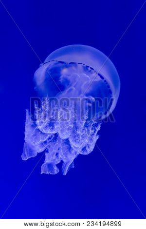 Jellyfish Rhizostoma Pulmo On A Blue Background