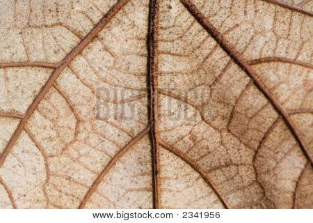 Foglia d'acero caduti