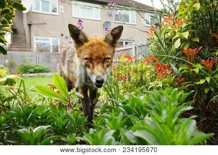 Red Fox Standing In The Garden With Flowers Near House In A Suburb Of London, Summer In Uk.