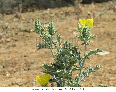 Flower Of Mexican Prickly Poppy (argemone Mexicana).