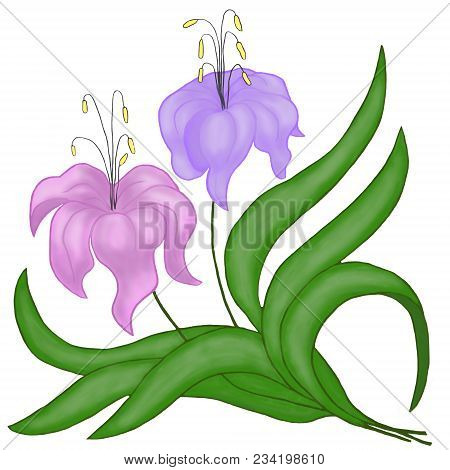 A Bouquet Of Lilies.two Multi-colored Lilies On A White Background.