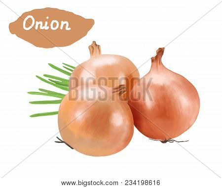 Beautiful Mature Onion On A White Background.onion.