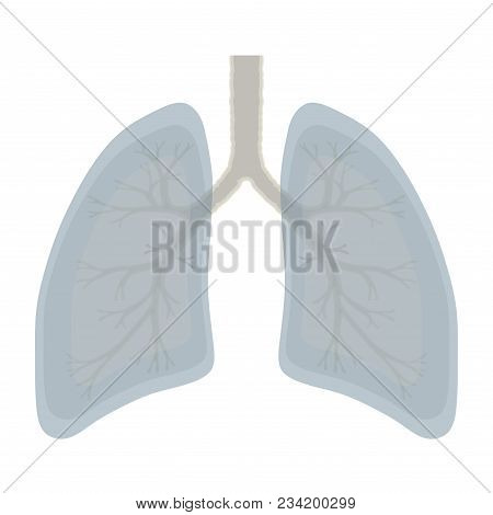 Human Lung Anatomy Illustration . Illness Respiratory Cancer Graphics. Vector