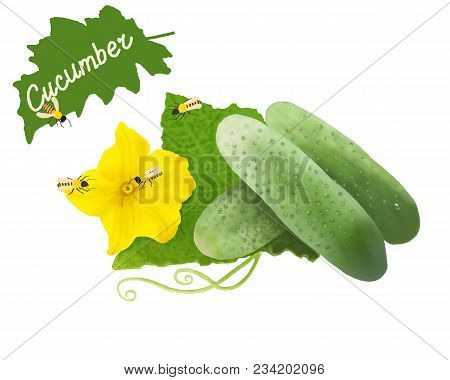 Green Ripe Cucumbers On A White Background.green Cucumbers.