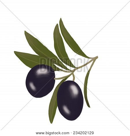 Ripe Olives On A Green Branch On A White Background.ripe Olives.