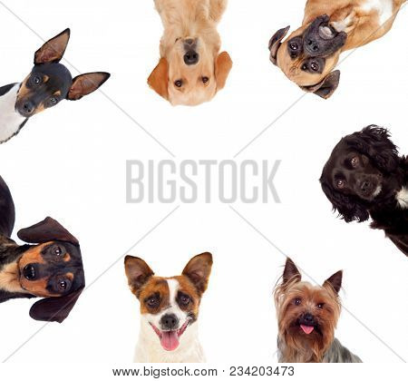 Differents dogs looking at camera isolated on a white background