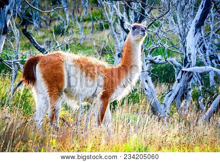 Guanaco. Torres Del Paine, Chile - Wild Guanaco, A Camelid Native To Patagonia In South America.