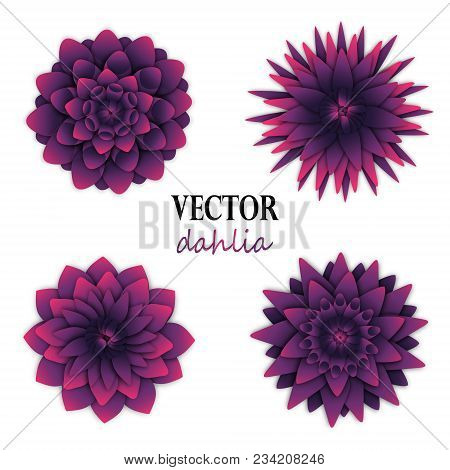 Dark Puple Dahlias Collection. Top View On Flowers. Elements For Floral Design. Vector Illustration 