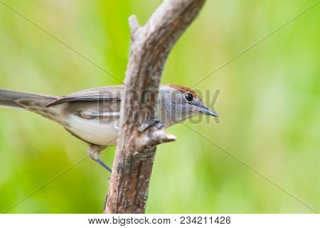 Female Sylvia Atricapilla Or Curruca Capirotada With Copy Space For Text