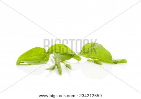 Medicinal Plantago Major Plant Isolated On White Background.