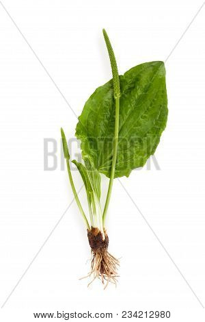 Whole Greater Plantain Herb With Roots Isolated On White Background. Alternative Medine, Natural Rem